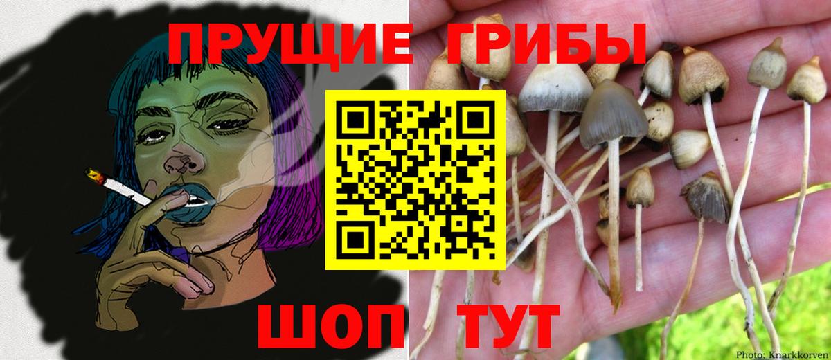 Псилоцибиновые грибы прущие грибы Новочеркасск